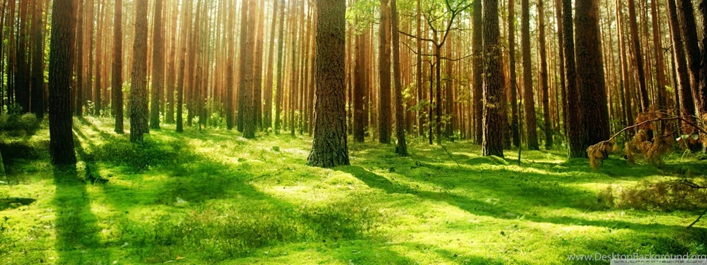 Beautiful Rainforest Wallpapers