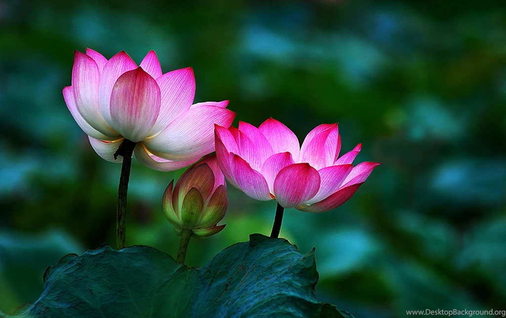 Lotus Flower Buddha Wallpaper.