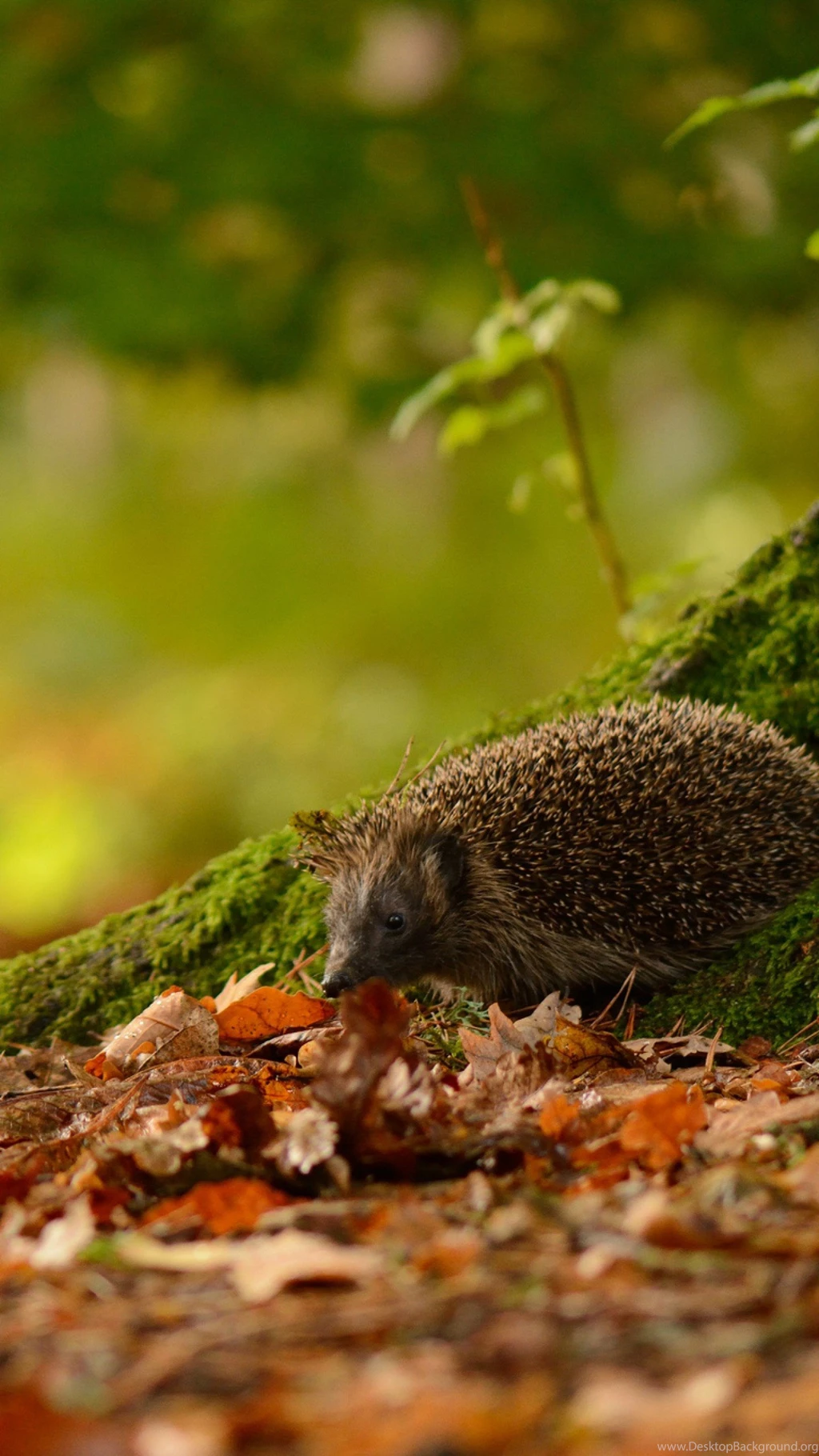 Porcupine In Leafage Autumn Best HD Wallpapers For iPhone And ...
