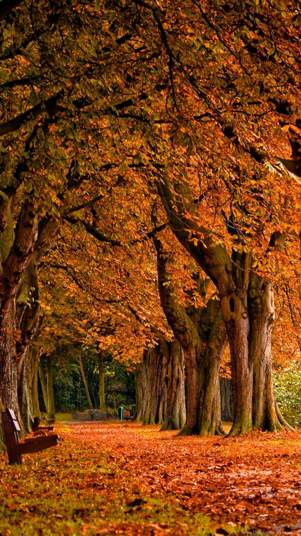 Long Road In Red Trees Best HD Wallpapers For iPhone And Android ...
