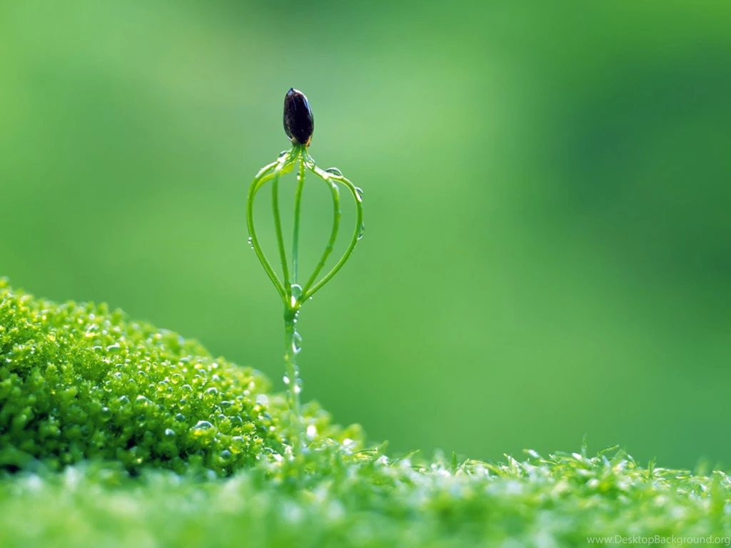Category: Flowers Gallery Wallpapers ›› Page 0
