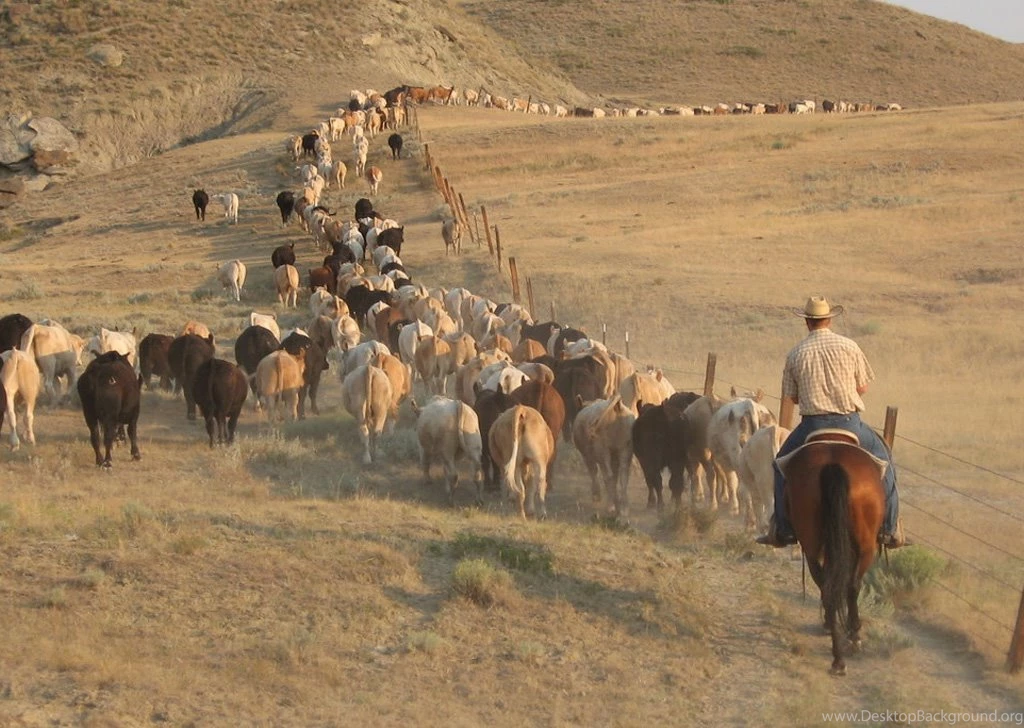 Grouchy Grizzly Western Cowboy And Montana Photos