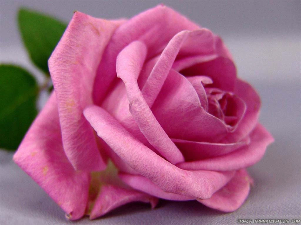 Pink Rose Wallpapers Crazy Frankenstein