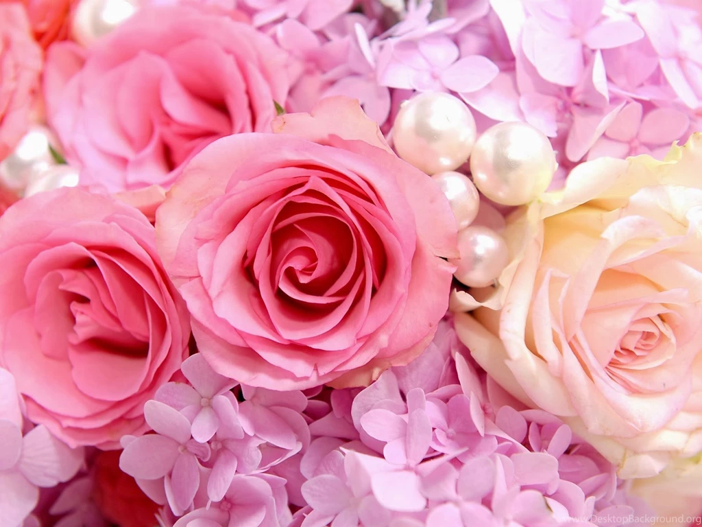 Animated Wallpapers: Cute Pink Rose