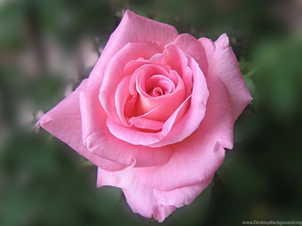 Images Of Pink Rose HD Wallpapers And Pictures