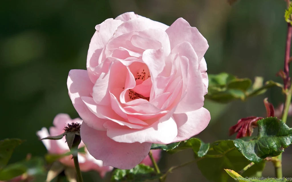Wallpapers Monster Energy Com Cute Flowers Pink Rose Flower Jpg ...
