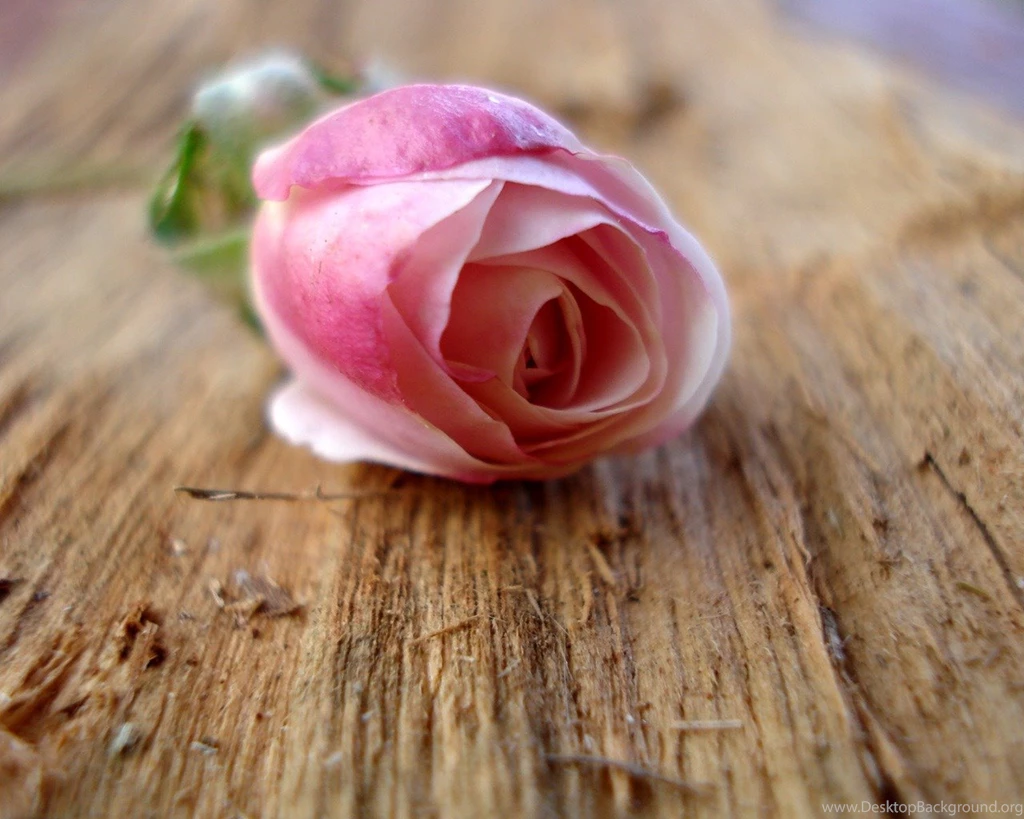 Cute And Attractive Rose Pictures Pic Eager