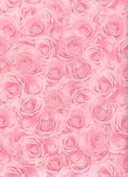 Pink Rose Background/wallpapers