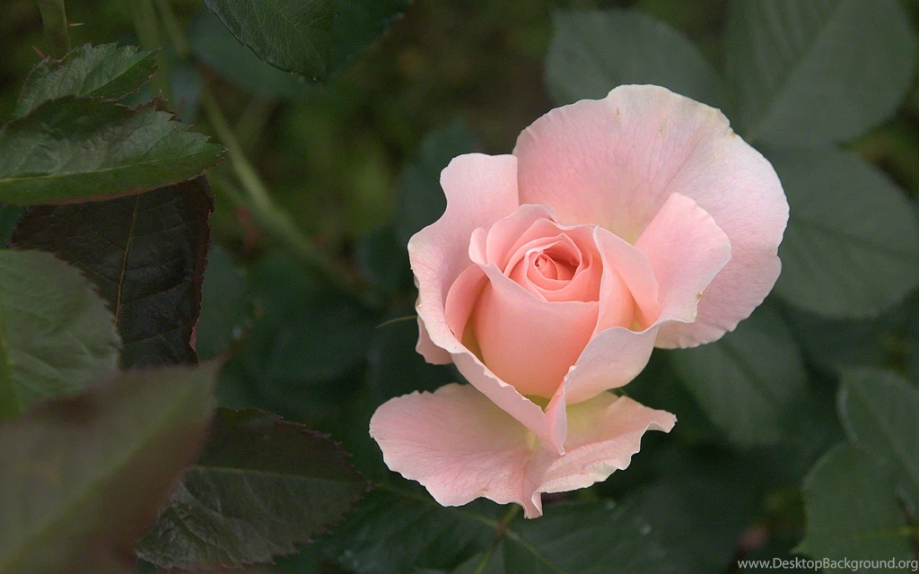 Roses Flower, Roses Photos, Roses Wallpapers For Your Desktop Red ...