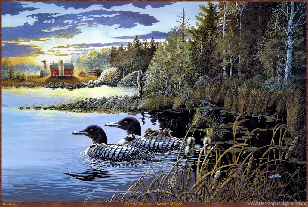Loon HD Wallpapers