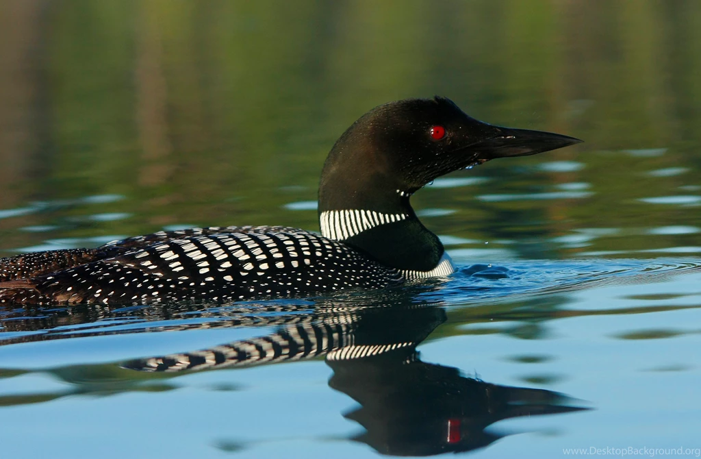 Common Loon Pictures On Animal Picture Society