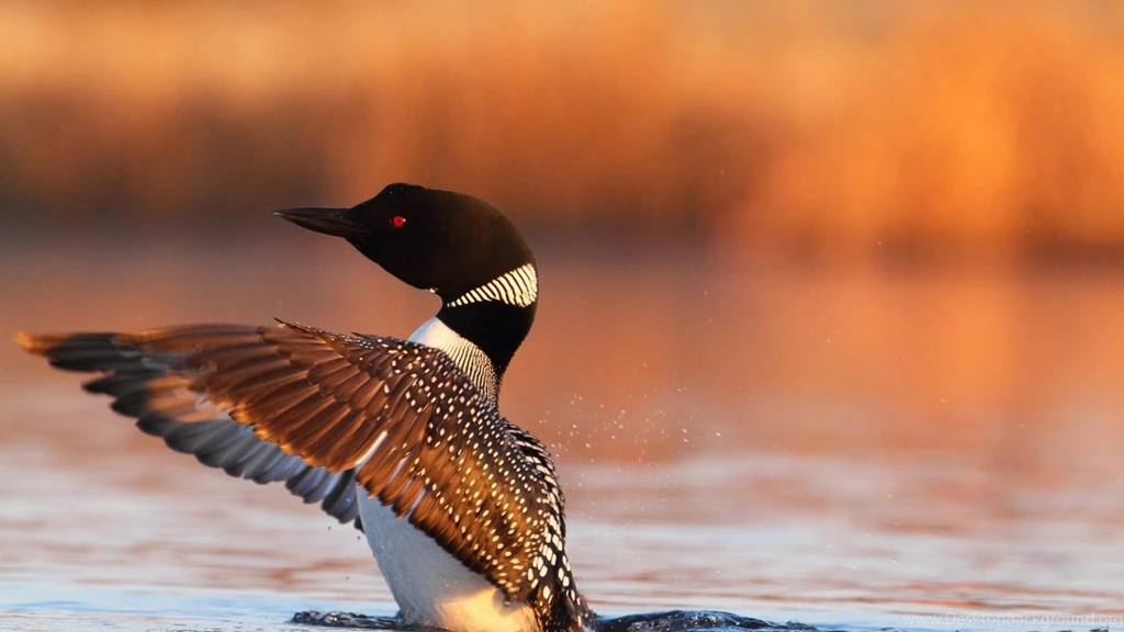 Loons Free Hd Wallpapers