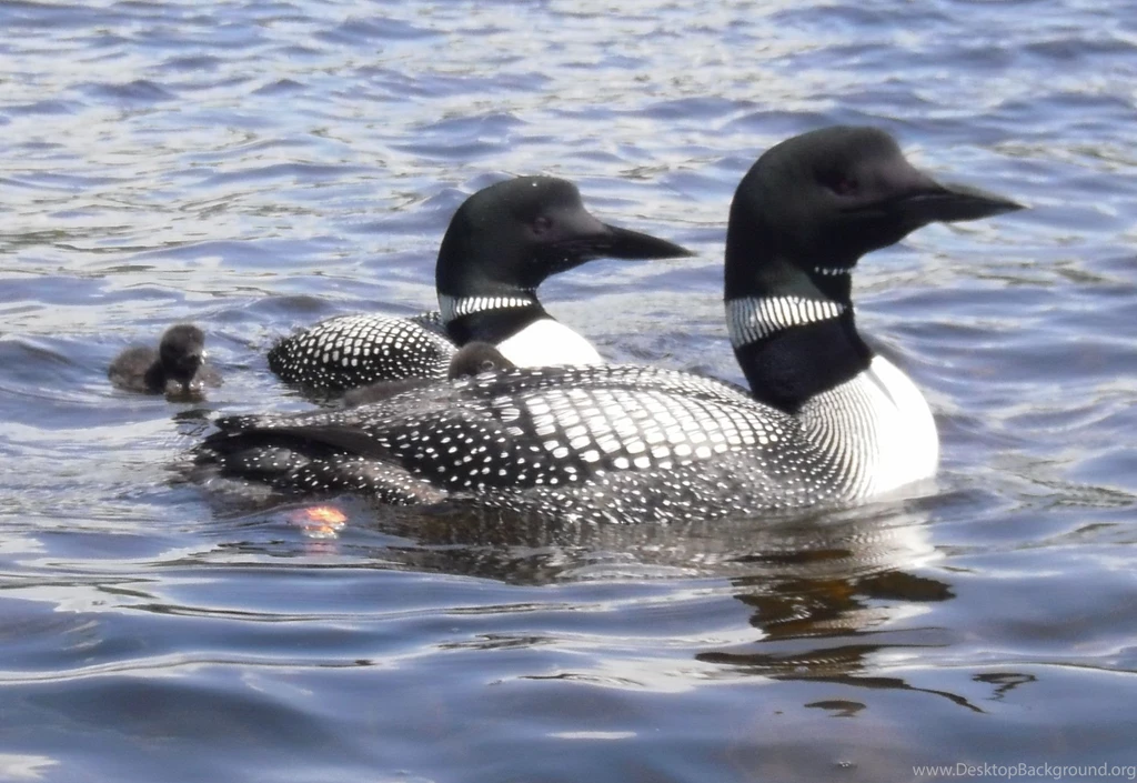 Loon Wallpapers Wallpapers Cave