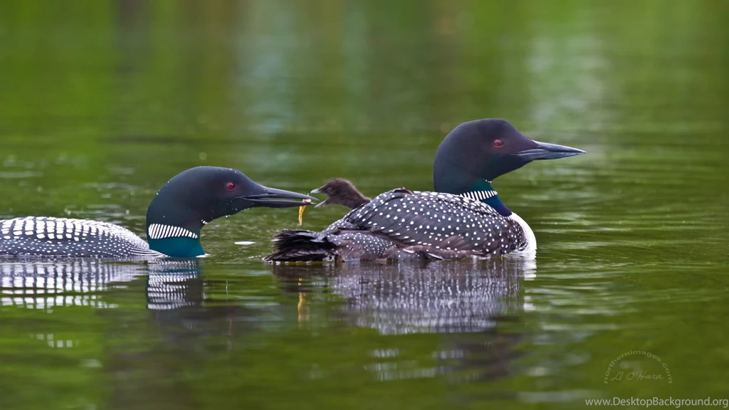 Great Northern Loon Wallpapers 341960