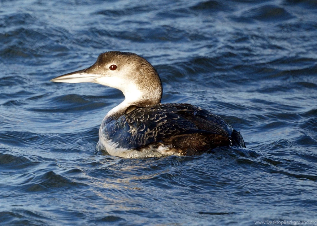 Red Throated Loon Wallpaper Backgrounds Wallpapers