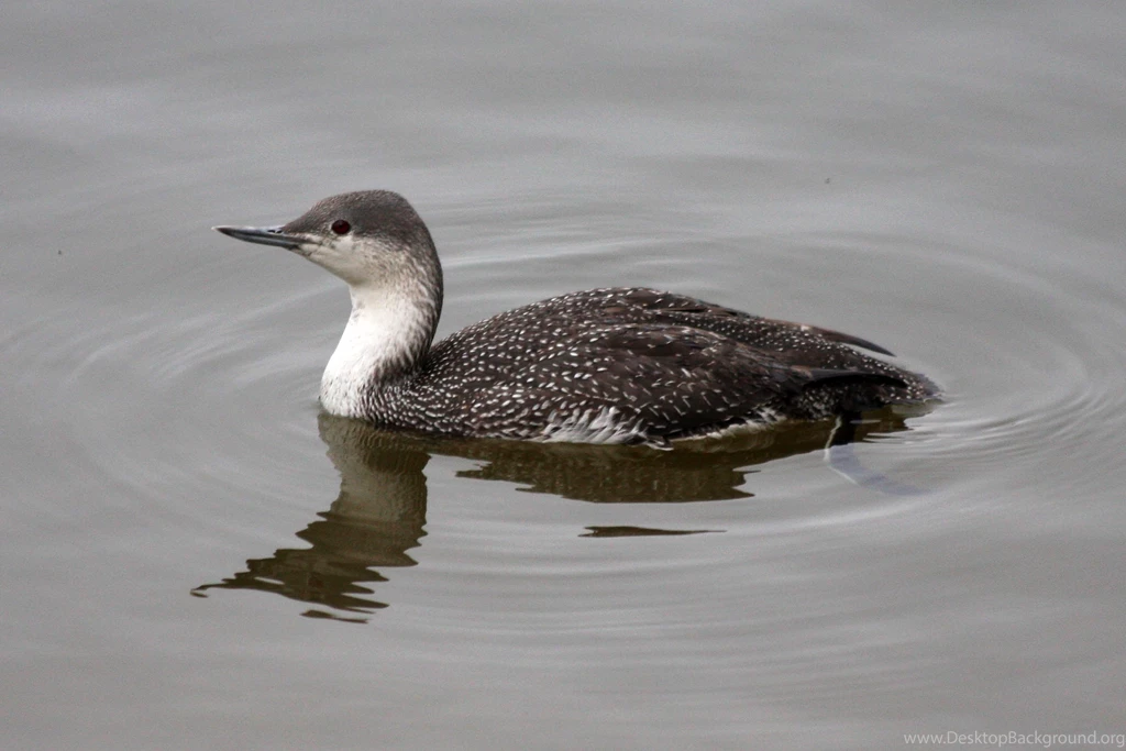 Red Throated Loon Wallpapers For Android Wallpapers
