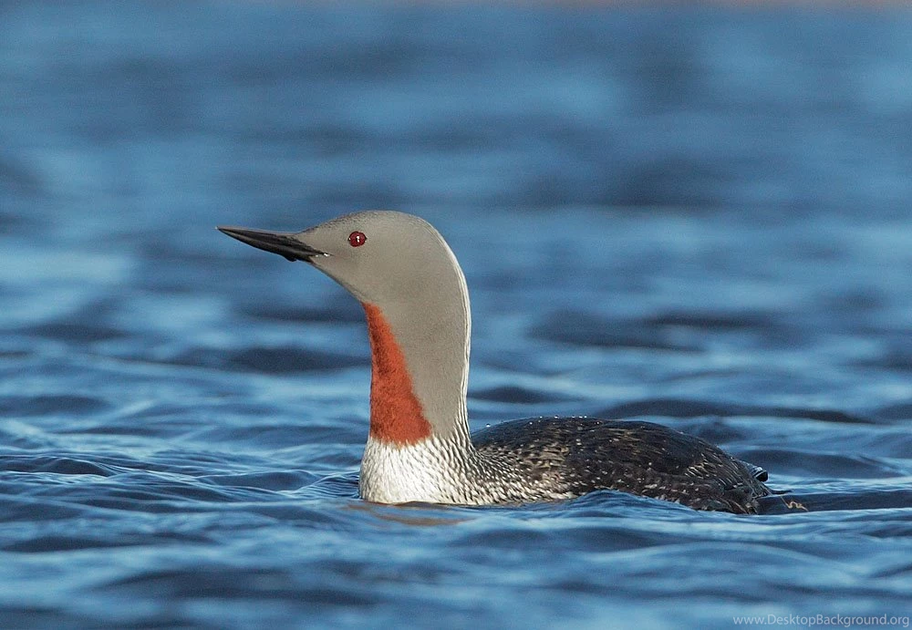 Red Throated Loon Wallpapers Full HD Wallpapers