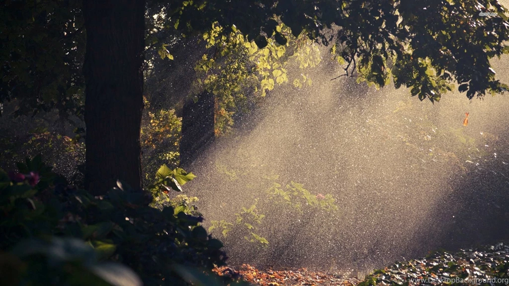 Summer Rain Wallpapers Nature Wallpapers