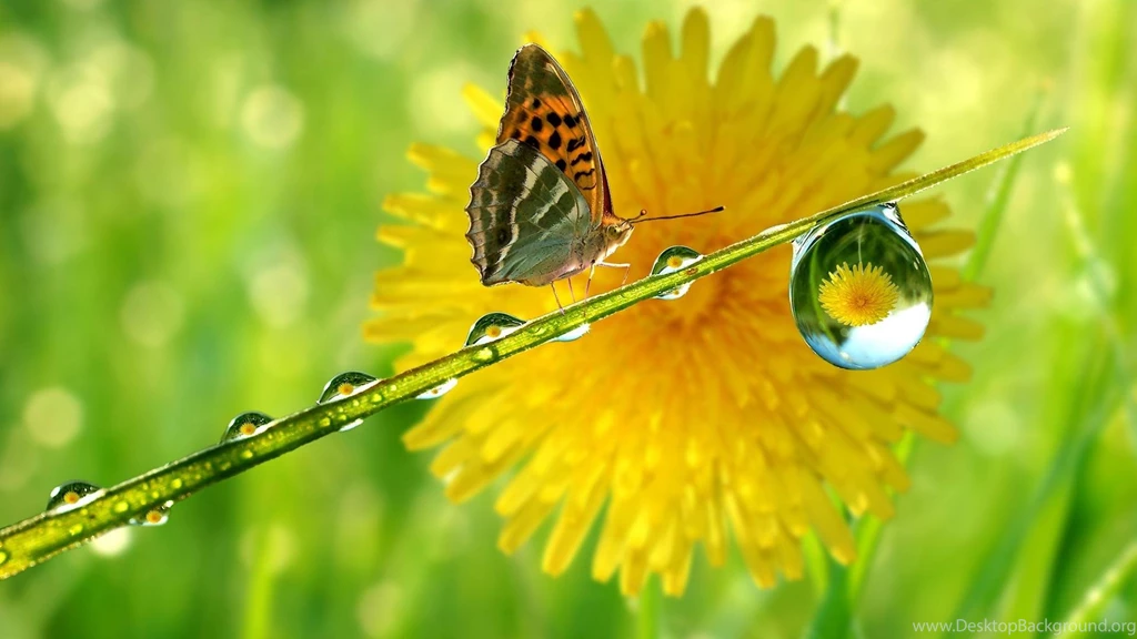 Wallpapers Rain Drop Nature Butterfly Hd 1920x1080