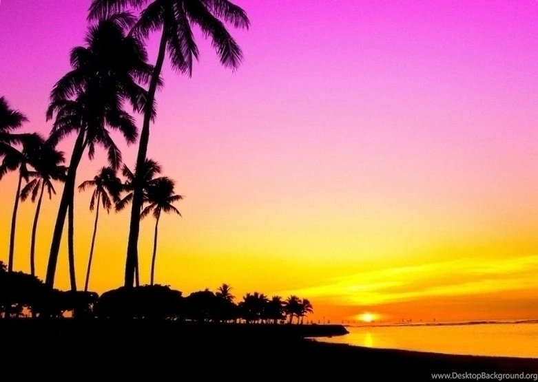 Sunset And Palm Trees Edit By Mellowax On DeviantArt