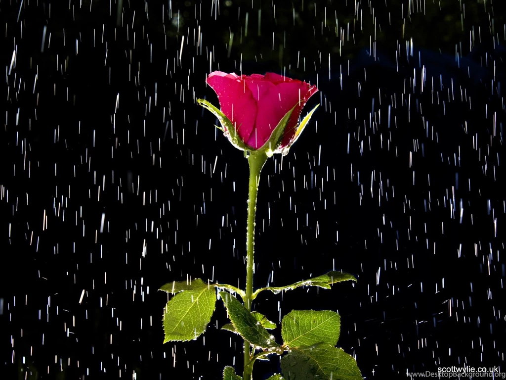 Rose And Rain Wallpapers
