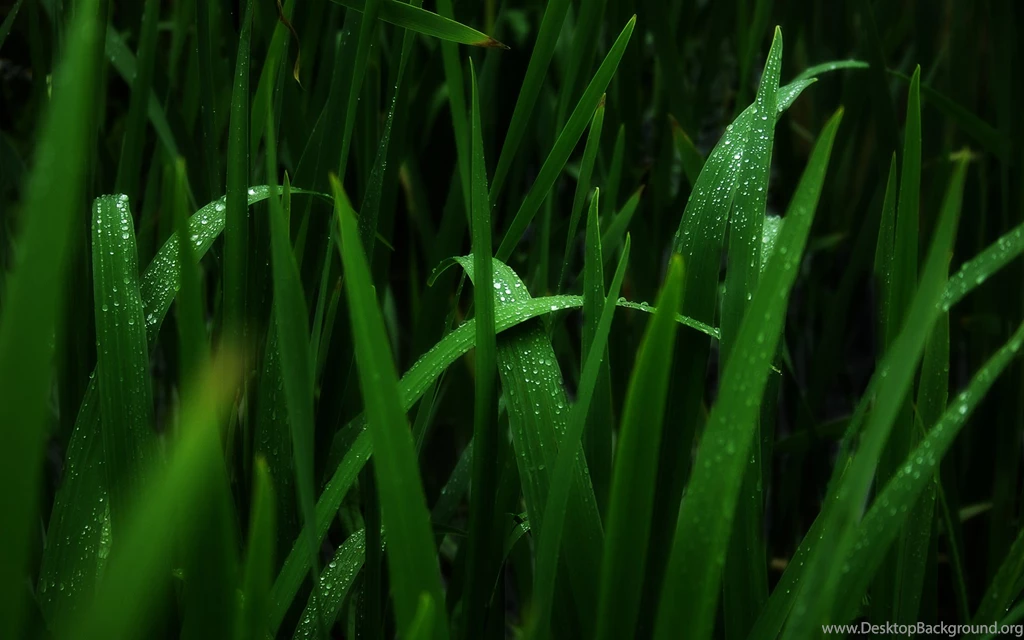 After rain retro nature images widescreen.jpg