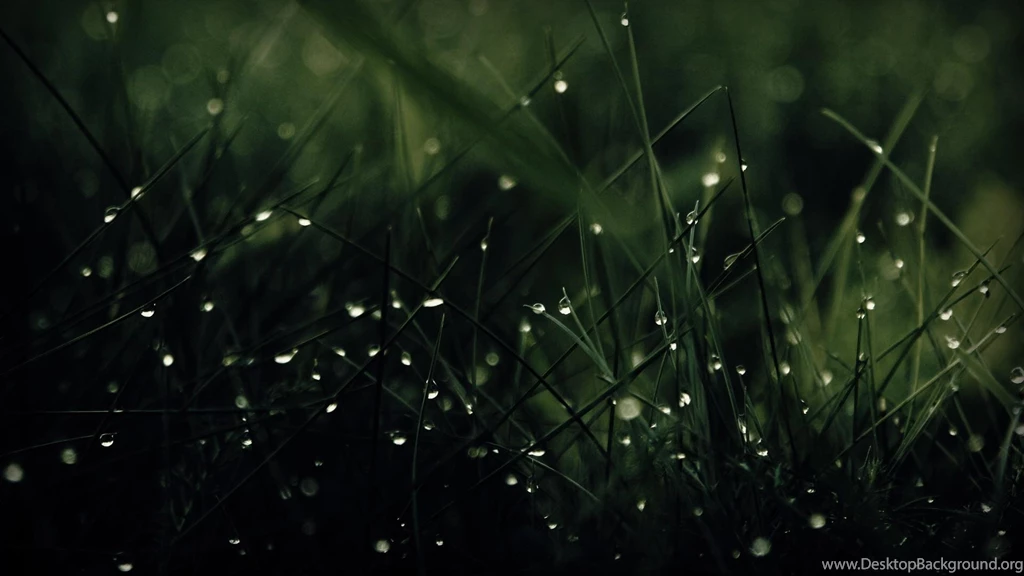 Green Nature Rain Grass Water Drops Wide Mobile Hd Wallpapers