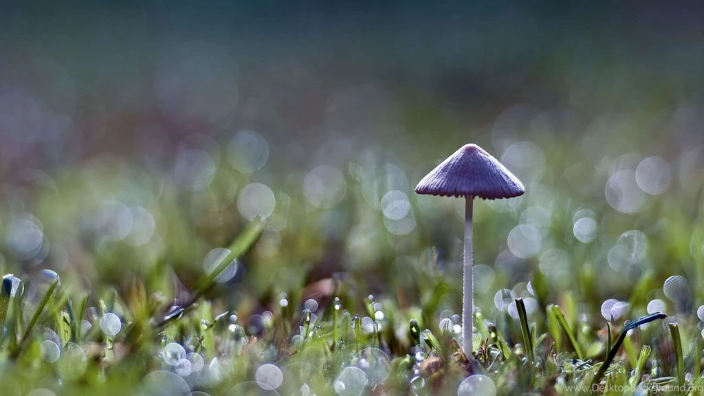 Nice Rain Wallpapers Rain Desktop Backgrounds Nature Rain Wallpapers ...