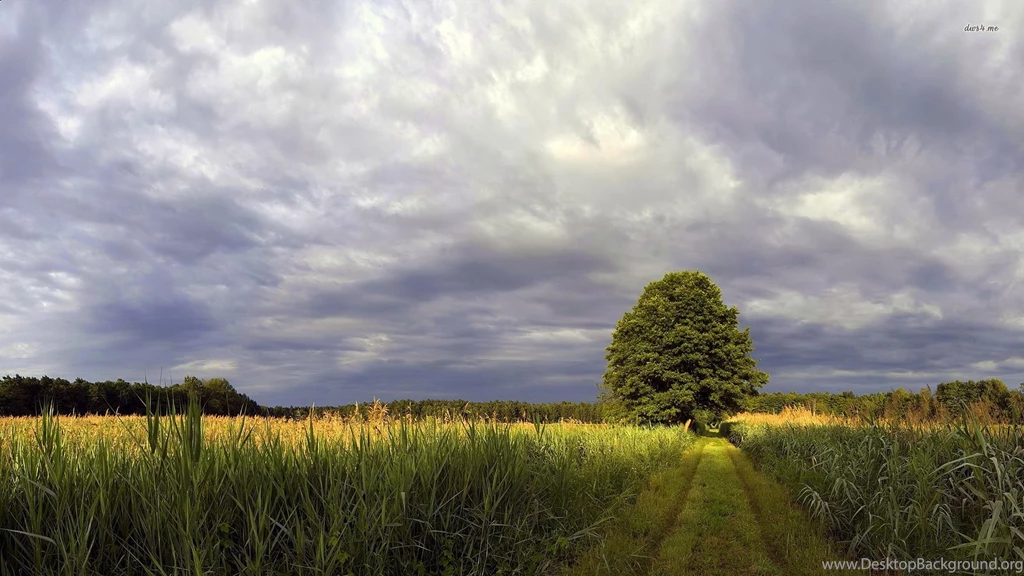 Summer Rain Wallpapers Nature Wallpapers