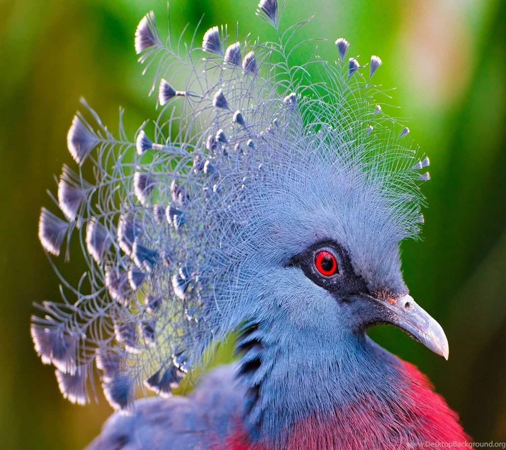 Birds wallpaper free download for mobile.jpg