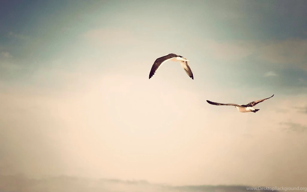 Wallpaper Backgrounds Of Birds And Bird Images