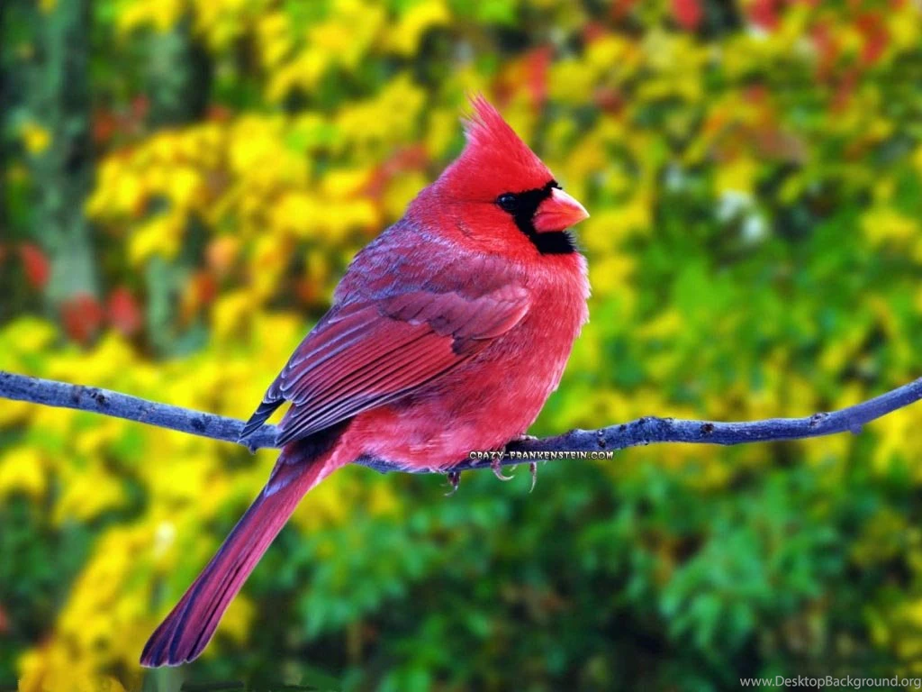 Beautiful Pink Bird Wallpapers At GetHDPic.com