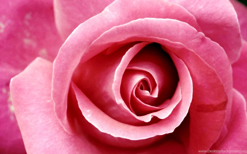 Beautiful Dark Pink Rose Wallpapers 1920x1200 367091