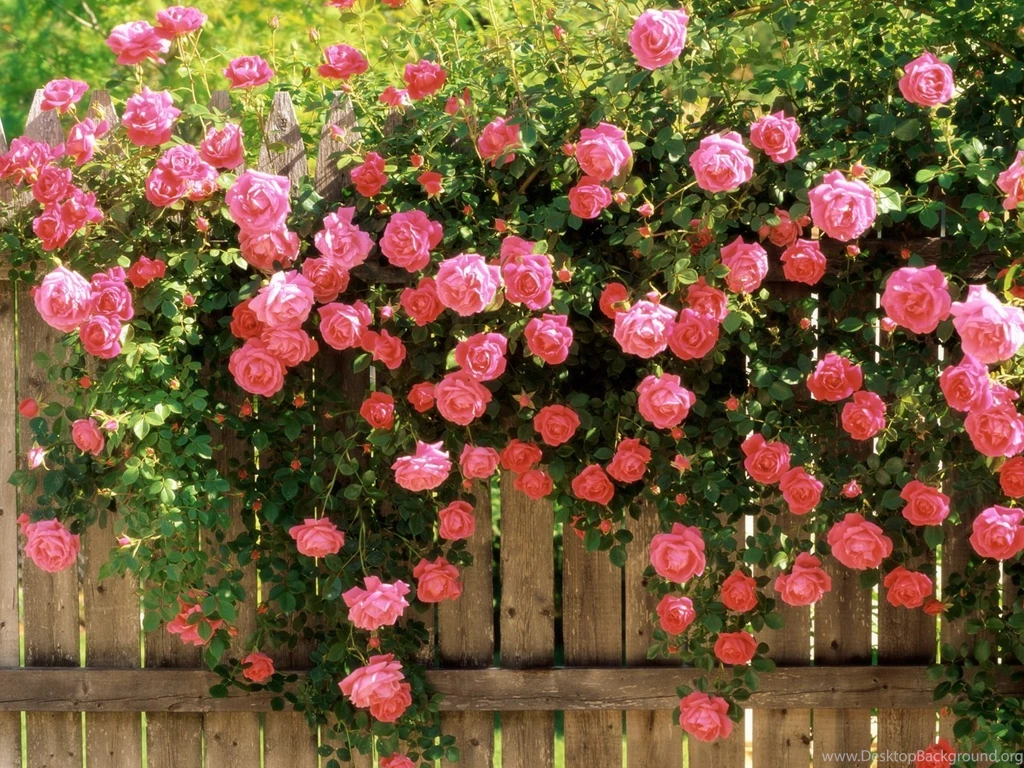 Best Pink Roses HD Wallpapers