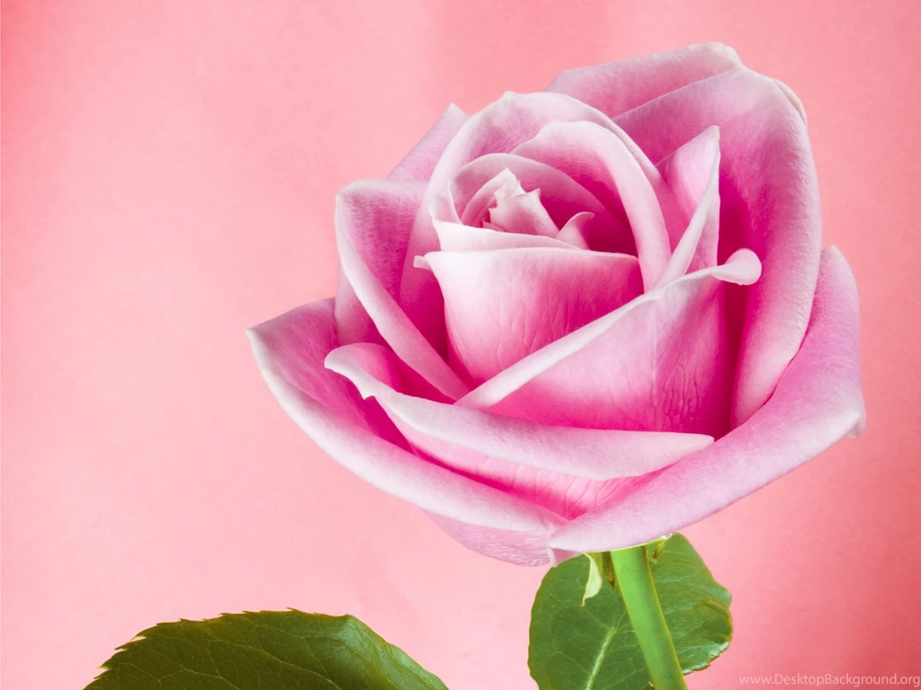 Pink Rose Meaning