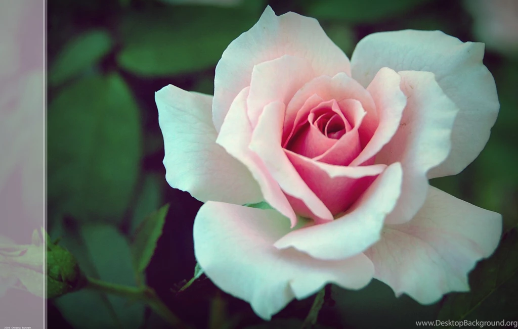 Wallpapers Download For Mobile Free Hd For Mobile Free Image Search ...