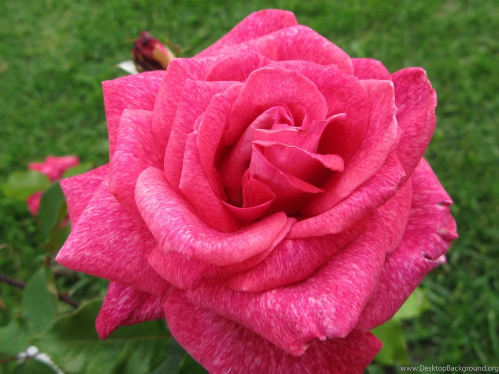 Pigmented Dark Pink Rose By Lovely serry On DeviantArt