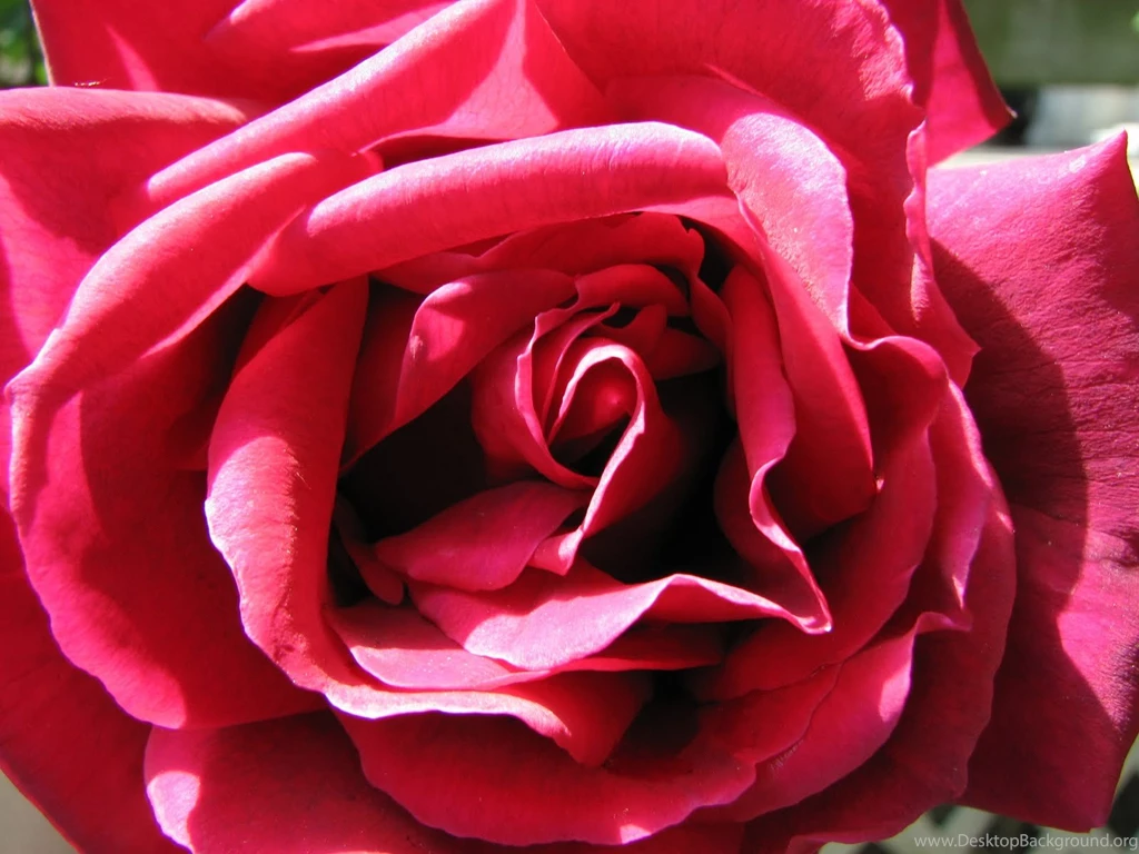 Yellow Color Wallpapers: Dark Pink Roses