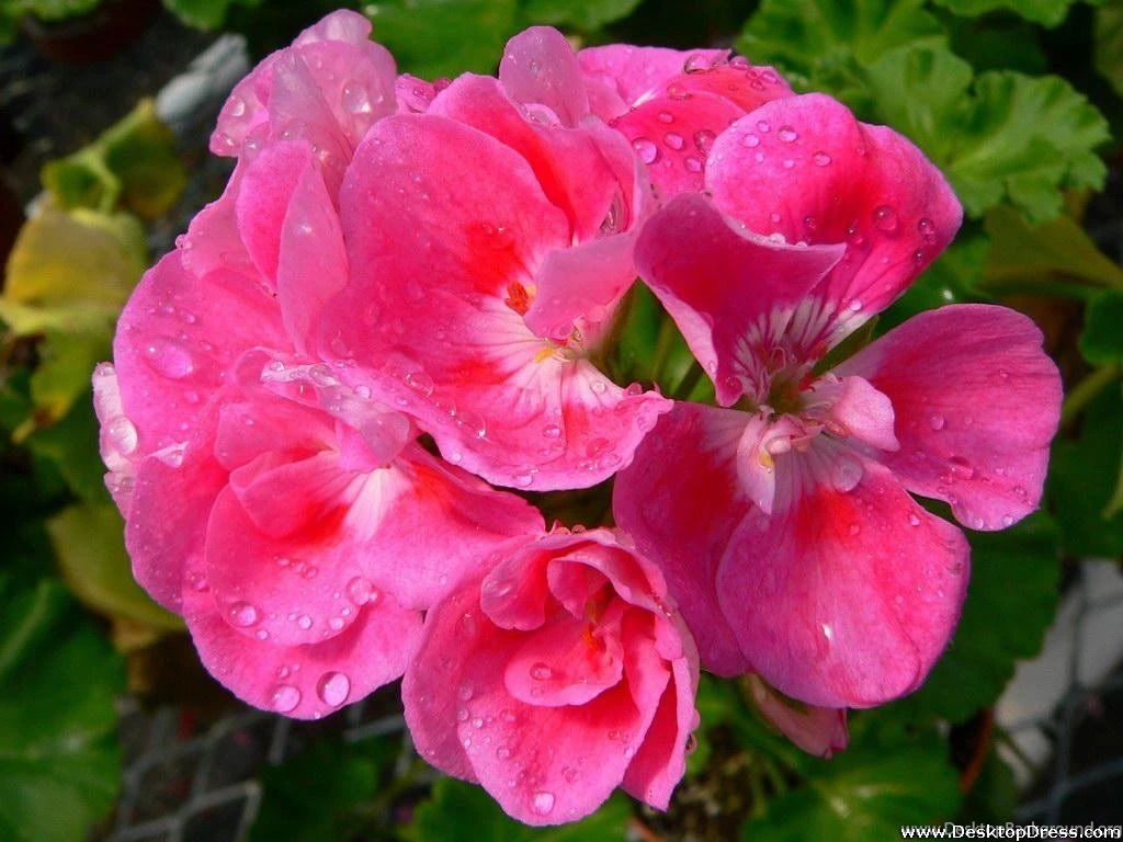 Desktop Wallpapers » Flowers & Gardens Backgrounds » Page 1 » Www ...