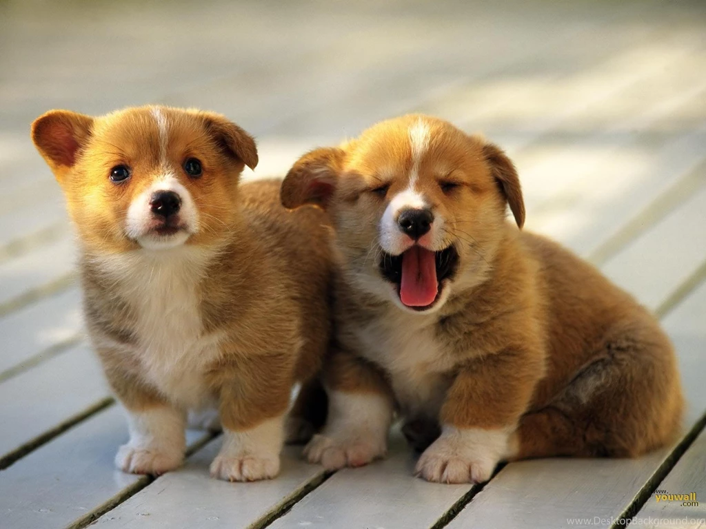 YouWall Cute Dogs Wallpapers Wallpaper,wallpapers,free ...