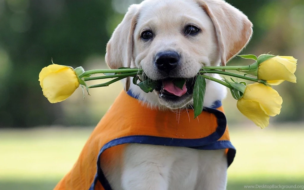 Cute Dog Wallpapers Archives   Free Desktop Wallpapers