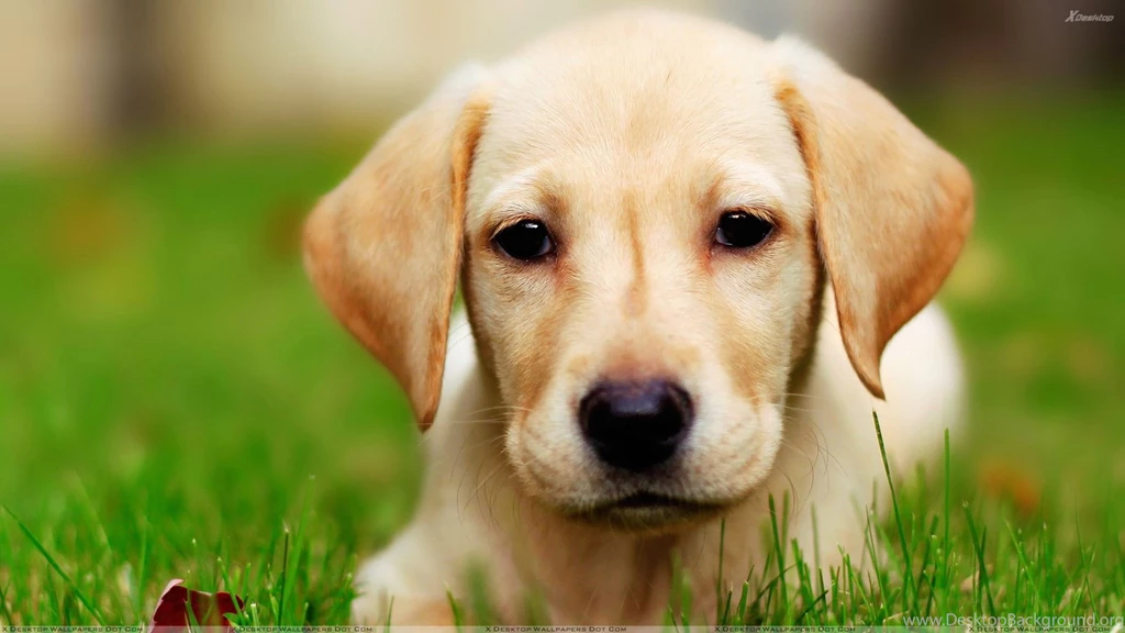 Face Little Dog Desktop Wallpapers Download Sweet Innocent Face ...