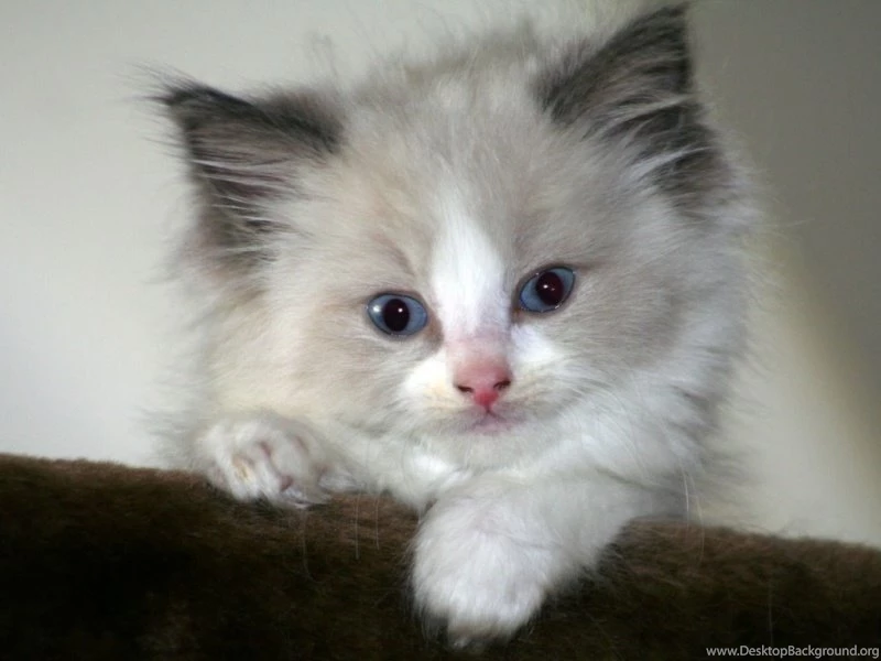 Free Wallpapers For Desktop Computer: Wallpapers For Desktops