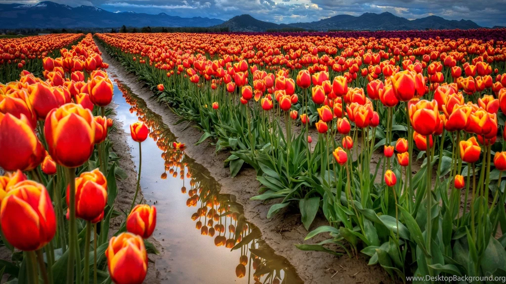 Flower Garden Pictures And Wallpapers Download