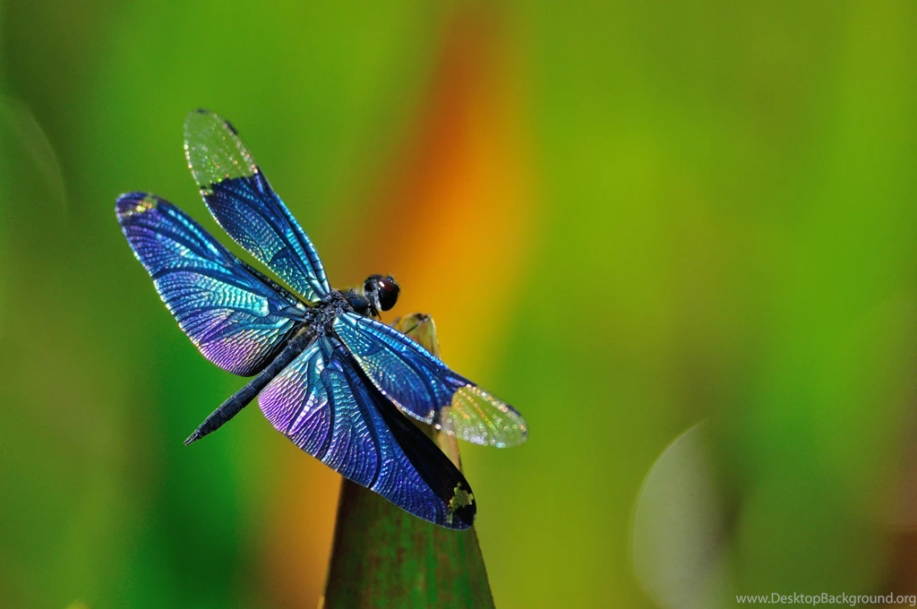 200 Dragonfly HD Wallpapers