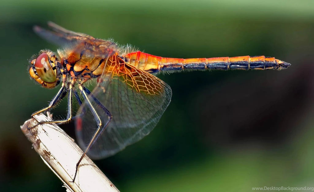 Dragonfly Wallpapers And Backgrounds   Animals Town