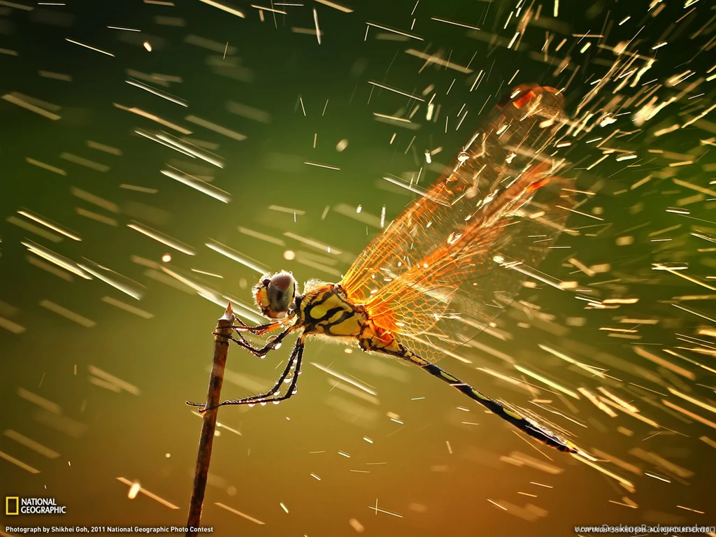 Dragonfly Picture – Animal Wallpapers   National Geographic Photo ...