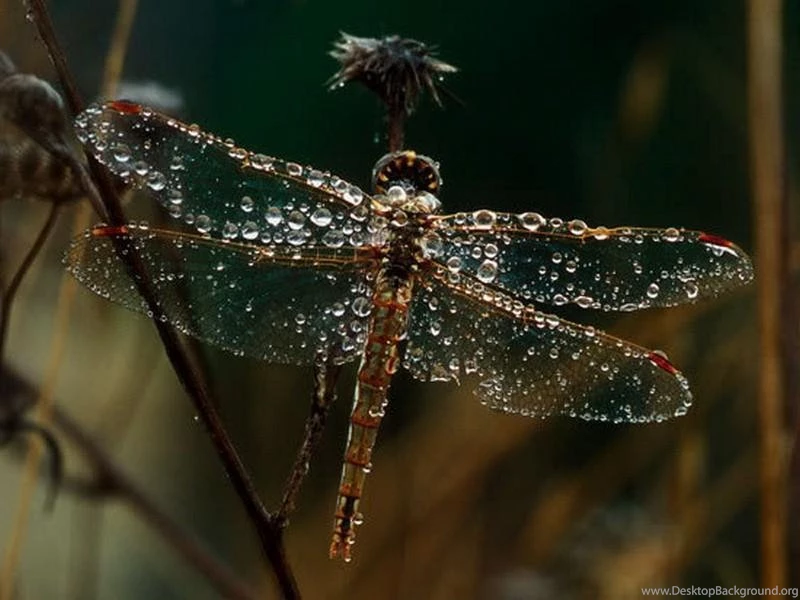 DRAGONFLY WALLPAPER   (