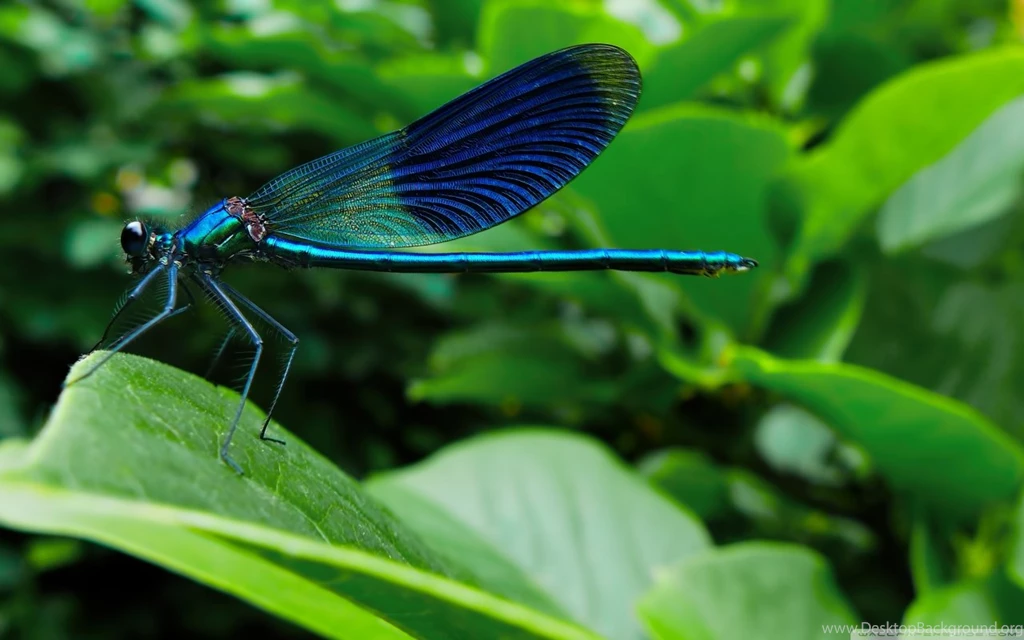 Blue Dragonfly HD Desktop Wallpapers : Widescreen : High Definition ...