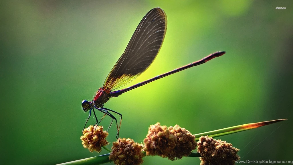 Dragonfly Wallpapers   Animal Wallpapers